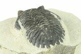 Bargain, Hollardops Trilobite Fossil - Ofaten, Morocco #287459-4